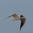 Mouette rieuse dans les Landes